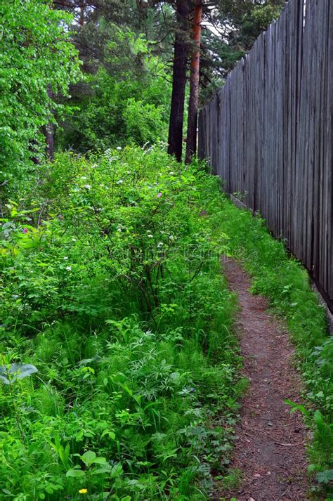A Path In The Summer Forest Leads Along A Wooden High Fence Stock