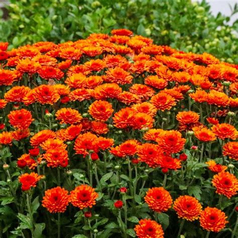 How To Grow Chrysanthemums A Step By Step Guide