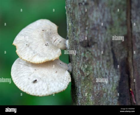 White Mushrooms Up The Treeม Mushrooms Growing On Dead Wood Stock Photo