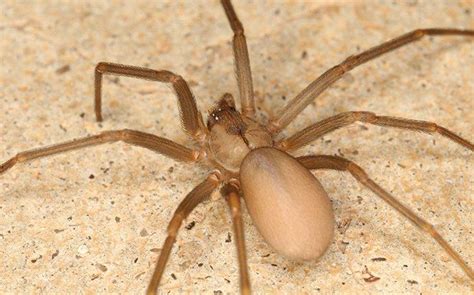 What Every Fairfax Homeowner Ought To Know About Brown Recluse Spiders