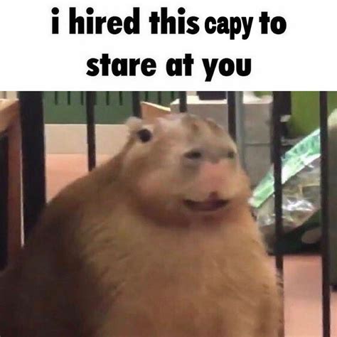I Have Hired This Capy To Stare At You Meme I Have Hired X To Stare