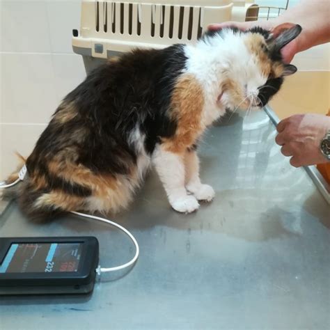Blutdruckmessung Bei Hund Und Katze Tierarztpraxis Birgit Dumhart