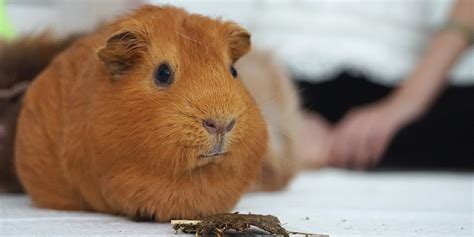 Other than a few short hairs they are mostly naked. POGS | Guinea Pigs - Breeds