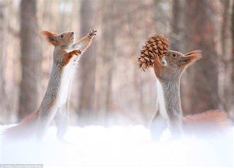 Photographer Vadim Trunov Captures Squirrel Diving To Catch A Cone