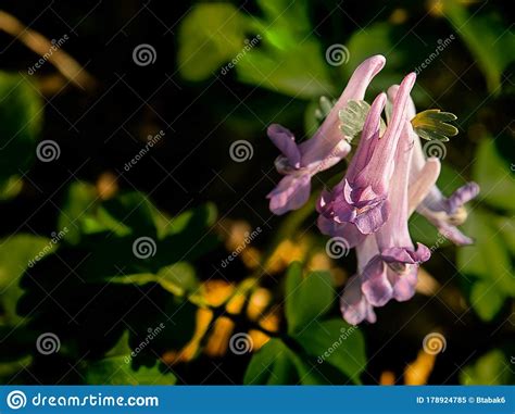 Macro Shot Of Violet Flower Called Corydalis Selective Focus Stock