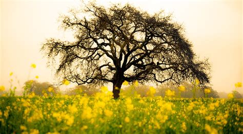 Tree In The Midst Of Yellow Rapeseed Field At Daytime Hd Wallpaper