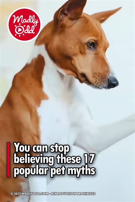 You Can Stop Believing These 17 Popular Pet Myths Pets Myths