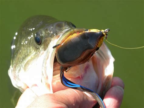 New Trends In Topwater Bass Lures On The Water