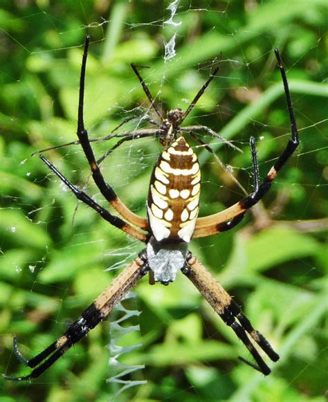 It has distinctive yellow and black markings on the abdomen and a mostly white cephalothorax. Male and Female Yellow garden spiders in Texas | Bugs In The News