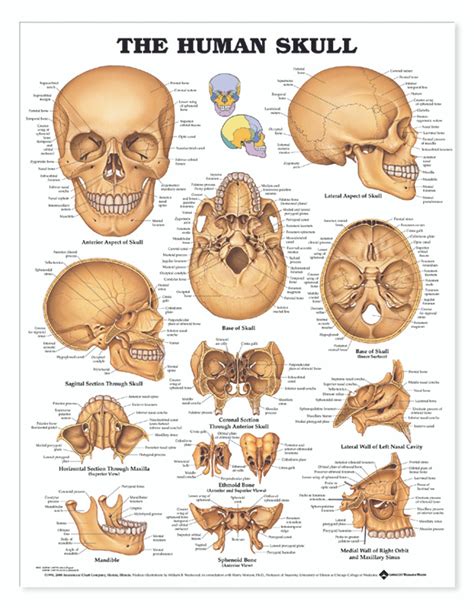 Reference Chart Human Skull