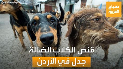 صباح العربية قنص الكلاب الضالة أزمة في الأردن تثير جدلا واسعا youtube