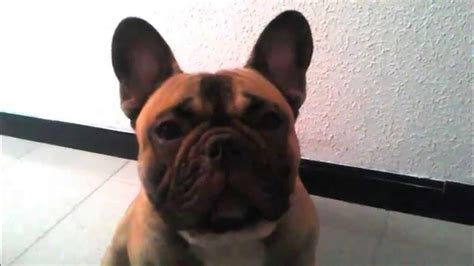 Mi Bulldog Frances Llorando French Bulldog Crying Youtube