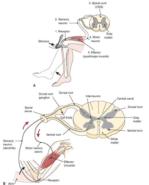 A common example of a reflex action is the patellar reflex ('knee jerk' response) that occurs when the patellar tendon is tapped. The Nervous System (Structure and Function) (Nursing) Part 2