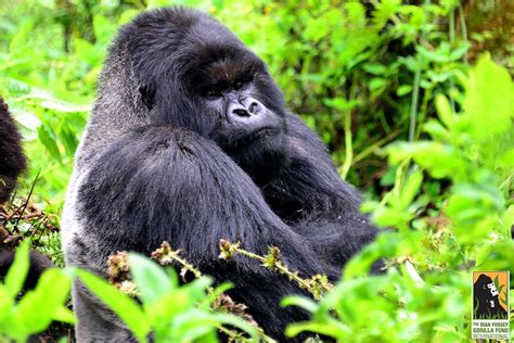 Mafunzo Group Young Silverback Struggles With Leadership Dian Fossey