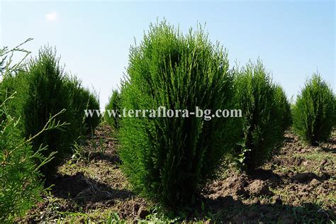 Thuja Orientalis Compacta Garden Center Shabovi