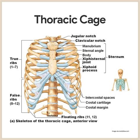 Thoracic Cage Skeletal System Anatomy And Physiology For Nurses