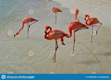 Pink Flamingos On The Beach Stock Photo Image Of Caribbean Island