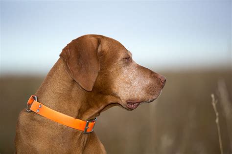 Breed Profile Hungarian Vizsla Gilbertson And Page Dog Cat And
