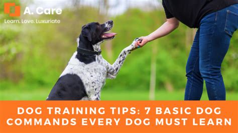 Dog Training Tips 7 Basic Dog Commands Every Dog Must Learn The