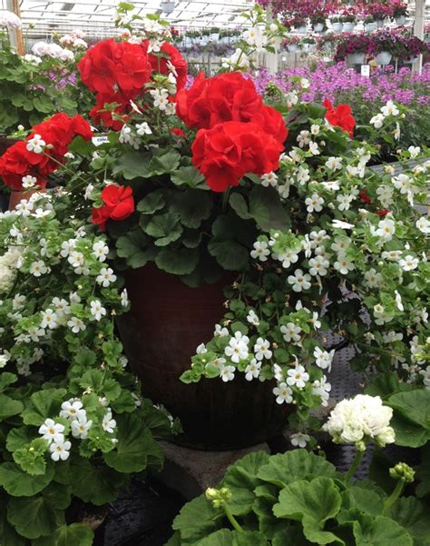 105 Best Red And White Geraniums Images On Pinterest Red Geraniums