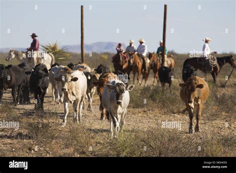 Cowboys Driving Cattle On A West Texas Ranch At The End Of A Round Up