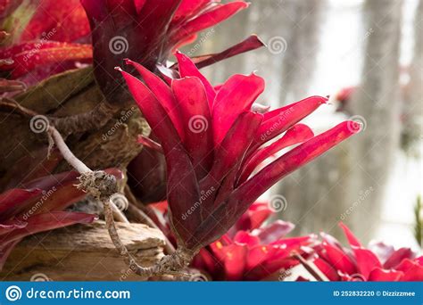 Close Up Red Bromeliads Stock Photo Image Of Isolated 252832220
