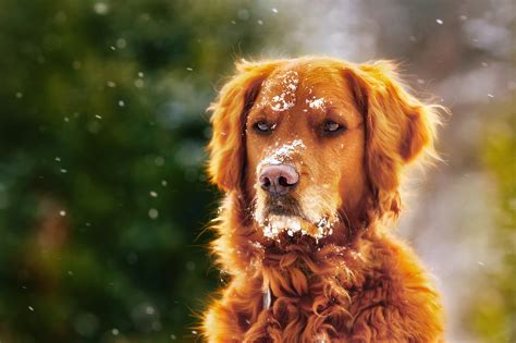 Dog In Winter With Snow Over Face Wallpaperhd Animals Wallpapers4k
