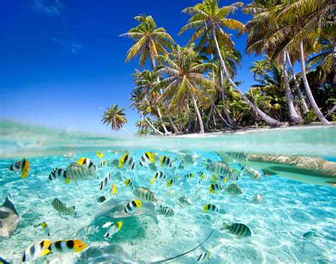 tropics, Coast, Fish, Palma, Trees, Nature Wallpapers HD / Desktop and ...