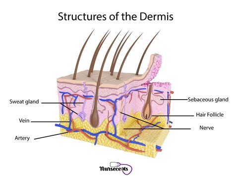 Structure Of The Dermis With Labeled Parts