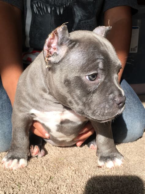 The american bully breed has been selectively bred to give america's breed a new direction and outlet. American Bully Puppies For Sale | Oxnard, CA #320884