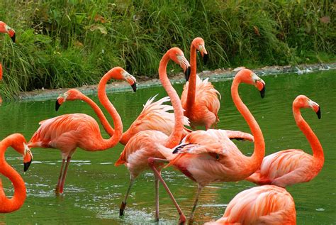 Flamingos are beautiful giant birds which are often seen standing on one leg on water lands. Flamingo | Bird Basic Facts & Beautiful Pictures | Beauty ...