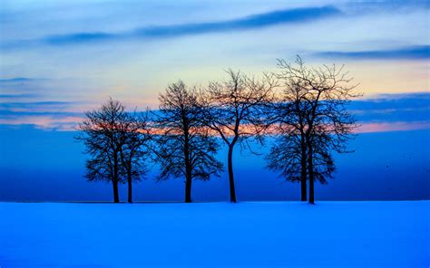 Blue Trees Wallpapers Top Free Blue Trees Backgrounds Wallpaperaccess