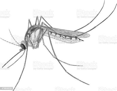 Mosquito Stock Illustration Download Image Now Mosquito