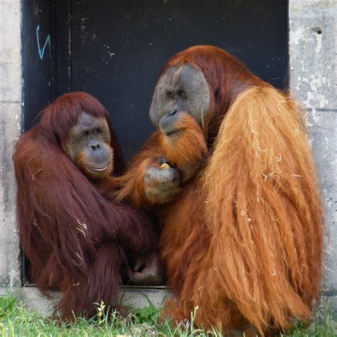 Orangutan Couple Female And Male Orangutans At The Colum Tim