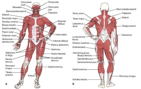 This labeled human muscular system chart illustrates the major muscle groups in the back (posterior) view and the front (anterior) view. Muscle system Archives - Page 5 of 25 - Anatomy Note