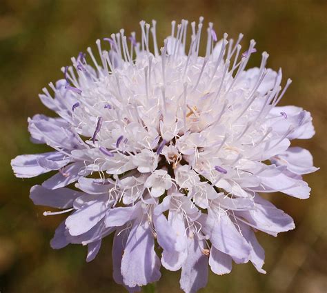 Knautia Arvensis Field Scabious 10 Flower Head Flickr
