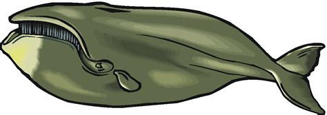 Baleen Whales Clipart 20 Free Cliparts Download Images On Clipground 2023