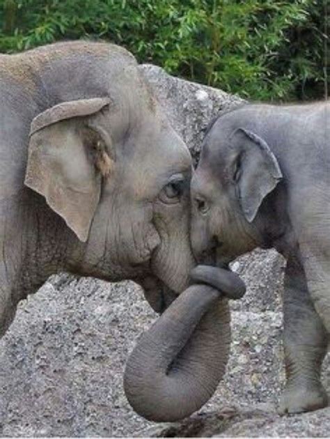A Different Take On The Elephant Love Different From The Typical
