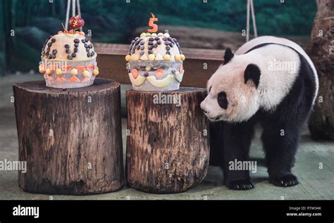 Beijing Chinas Taiwan 6th July 2018 Giant Panda Yuan Zai Looks