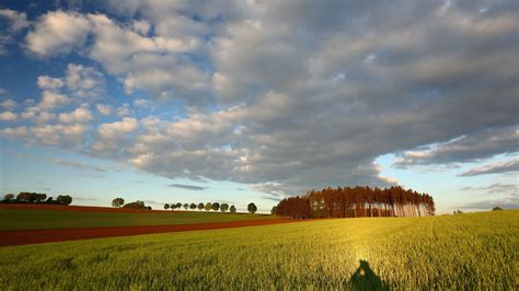 Field Tree Clouds Hd Wallpapers Wallpaper Cave