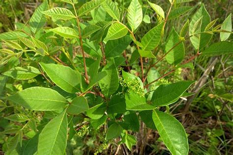 Poison Sumac Tips For Identifying And Avoiding This Poisonous Plant