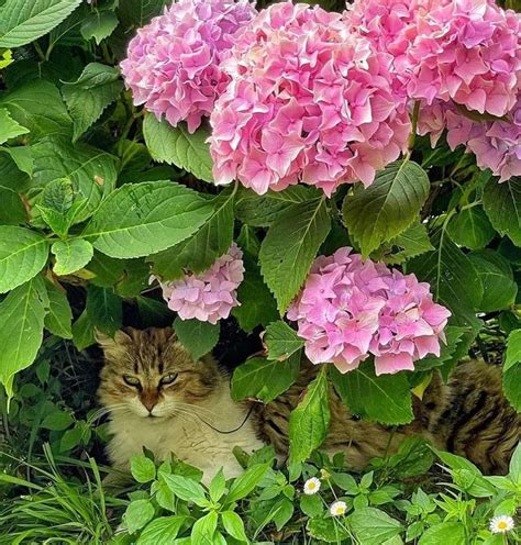 Pin By Zlatka Moljk On Cats In Plants Cats