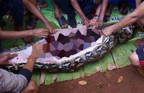 Shocking Woman Who Went Missing Found Inside Giant Pythons Belly