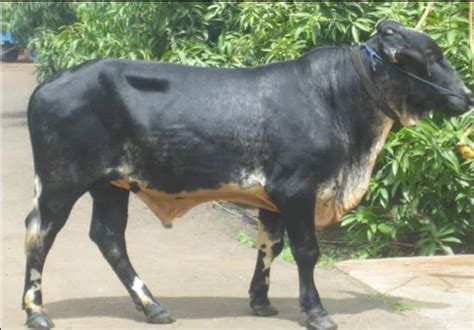 dairy cattle girolando from pune