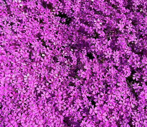 Pink Phlox Flowers Cover The Ground Like A Carpet In The Park Stock