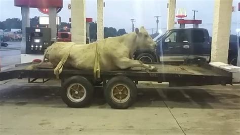 Viral Photo Shows Cow Strapped To Trailer Animal Control Says Most