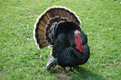 Do Turkeys Lay Eggs Best Understanding Turkey Reproduction The Poultry Feed
