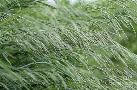 6 Types Of Grass Used For Hay Bytevarsity