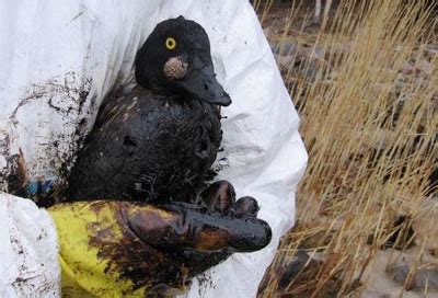 Wwf Helps With Oil Spill Clean Up Efforts In Estonia Wwf