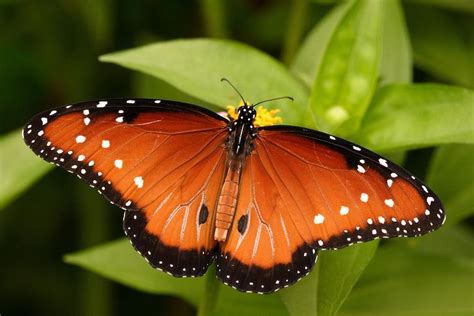 queen butterfly alchetron the free social encyclopedia